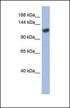 Anti-ZNF423 affinity isolated antibody