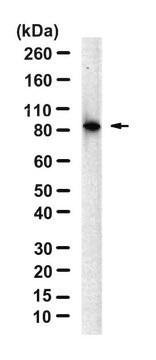 Anti-Cyclin T1 Antibody, clone 2L20 ZooMAb&#174; Rabbit Monoclonal recombinant, expressed in HEK 293 cells