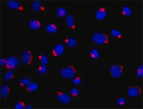 Anti-Golph3 (N-terminal) antibody produced in rabbit ~1.0&#160;mg/mL, affinity isolated antibody