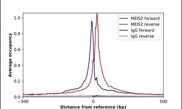 Anti-MEIS2 antibody produced in rabbit Prestige Antibodies&#174; Powered by Atlas Antibodies, affinity isolated antibody, buffered aqueous glycerol solution