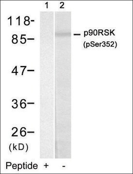 Anti-phospho-RPS6KA1 (pSer352) antibody produced in rabbit affinity isolated antibody