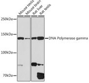 Anti-DNA Polymerase gamma Antibody, clone 9V9D9, Rabbit Monoclonal
