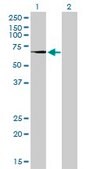 Monoclonal Anti-TGM2 antibody produced in mouse clone 2F4, purified immunoglobulin, buffered aqueous solution
