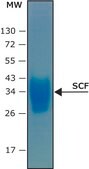 Stem Cell Factor human SCF, recombinant, expressed in HEK 293 cells, suitable for cell culture