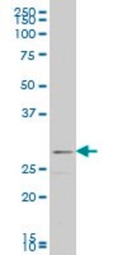 Monoclonal Anti-FGF8 antibody produced in mouse clone 3H2, purified immunoglobulin, buffered aqueous solution