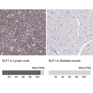 Anti-ELF1 antibody produced in rabbit Prestige Antibodies&#174; Powered by Atlas Antibodies, affinity isolated antibody, buffered aqueous glycerol solution