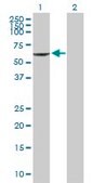 Anti-PIK3R3 antibody produced in mouse purified immunoglobulin, buffered aqueous solution