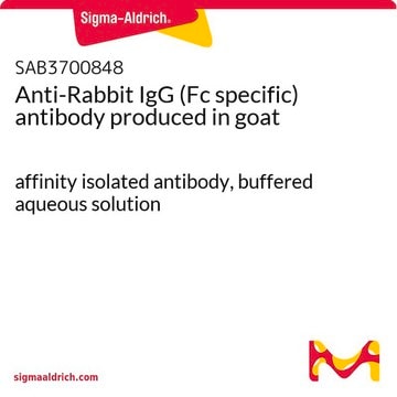 Anti-Rabbit IgG (Fc specific) antibody produced in goat affinity isolated antibody, buffered aqueous solution