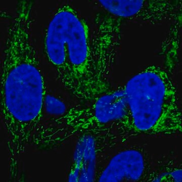 Anti-HEATR6 antibody produced in rabbit Prestige Antibodies&#174; Powered by Atlas Antibodies, affinity isolated antibody