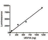 UBE3A active human recombinant, expressed in baculovirus infected Sf9 cells, &#8805;72% (SDS-PAGE)