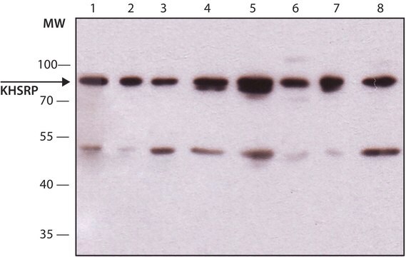 Anti-KHSRP antibody produced in rabbit ~1.0&#160;mg/mL, affinity isolated antibody