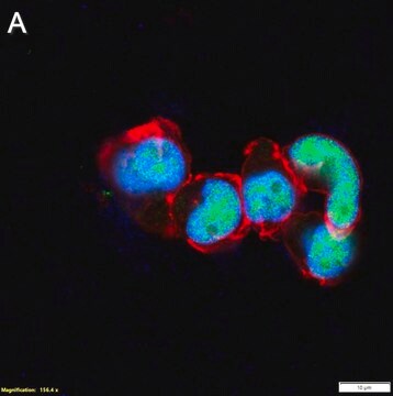 Anti-SPI-C Antibody, clone 1F10 ZooMAb&#174; Rabbit Monoclonal recombinant, expressed in HEK 293 cells