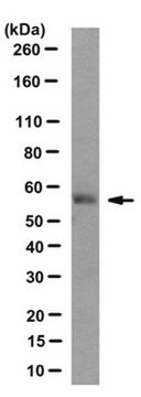 Anti-HOIL-1 Antibody, clone 2E2 clone 2E2, from mouse