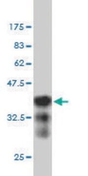 Monoclonal Anti-BRRN1 antibody produced in mouse clone 1C9, purified immunoglobulin, buffered aqueous solution