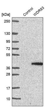 Anti-WDR83 antibody produced in rabbit Prestige Antibodies&#174; Powered by Atlas Antibodies, affinity isolated antibody, buffered aqueous glycerol solution