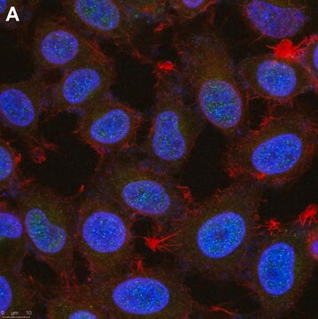 Anti-Twist1 Antibody, clone 4L15 ZooMAb&#174; Rabbit Monoclonal recombinant, expressed in HEK 293 cells