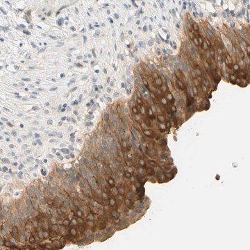 Anti-C2CD2L antibody produced in rabbit Prestige Antibodies&#174; Powered by Atlas Antibodies, affinity isolated antibody, buffered aqueous glycerol solution