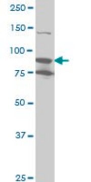 Monoclonal Anti-RPS6KA6 antibody produced in mouse clone 3A1, purified immunoglobulin, buffered aqueous solution