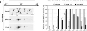 Anti-Tubulin Antibody, Detyrosinated Chemicon&#174;, from rabbit