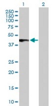 Anti-IFNAR2 antibody produced in rabbit purified immunoglobulin, buffered aqueous solution