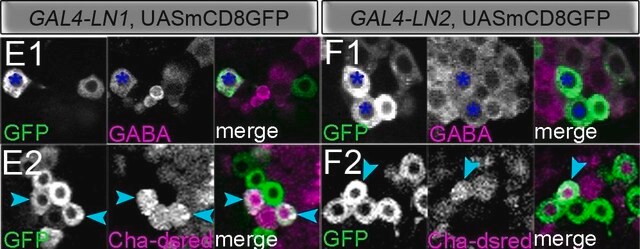 Anti-GABA antibody produced in rabbit affinity isolated antibody, buffered aqueous solution