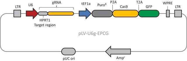 CRISPR-Lenti Human HPRT1 Positive Control Transduction Particles