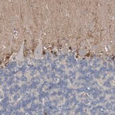 Anti-FABP7 antibody produced in rabbit Prestige Antibodies&#174; Powered by Atlas Antibodies, affinity isolated antibody, buffered aqueous glycerol solution