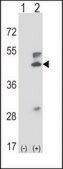 ANTI-MOUSE MAP2K5 (C-TERM) antibody produced in rabbit IgG fraction of antiserum, buffered aqueous solution