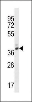 ANTI-PGA4(C-TERMINAL) antibody produced in rabbit affinity isolated antibody, buffered aqueous solution