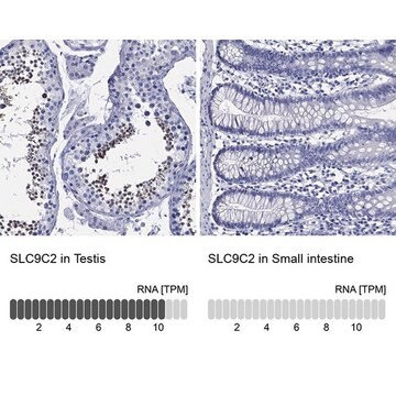 Anti-SLC9C2 antibody produced in rabbit Prestige Antibodies&#174; Powered by Atlas Antibodies, affinity isolated antibody, buffered aqueous glycerol solution