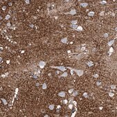Anti-SLC1A3 antibody produced in rabbit Prestige Antibodies&#174; Powered by Atlas Antibodies, affinity isolated antibody, buffered aqueous glycerol solution