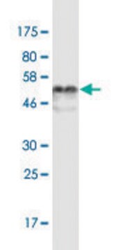 Monoclonal Anti-ELA3B antibody produced in mouse clone 3H3, purified immunoglobulin, buffered aqueous solution