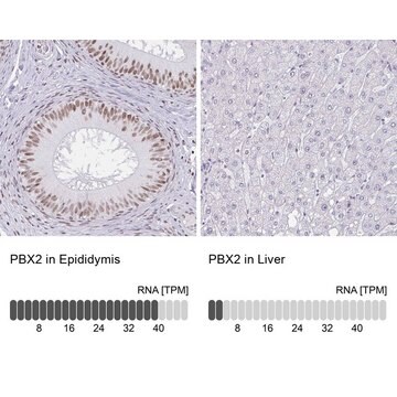 Anti-PBX2 antibody produced in rabbit Prestige Antibodies&#174; Powered by Atlas Antibodies, affinity isolated antibody, buffered aqueous glycerol solution