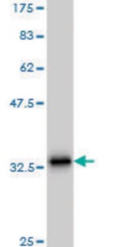 Monoclonal Anti-SCGB3A2 antibody produced in mouse clone 1B2, purified immunoglobulin, buffered aqueous solution