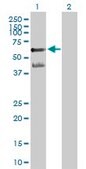 Anti-PPARA antibody produced in mouse purified immunoglobulin, buffered aqueous solution
