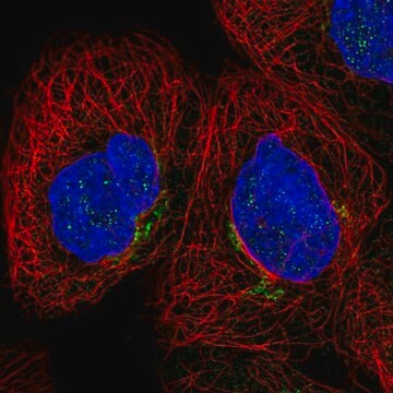 Anti-CYBRD1 antibody produced in rabbit Prestige Antibodies&#174; Powered by Atlas Antibodies, affinity isolated antibody