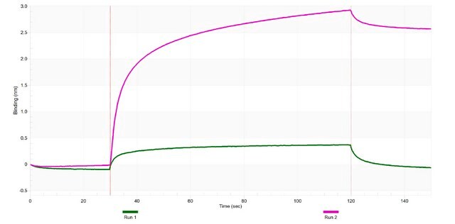 Anti-CD2 Antibody, clone 1E21 ZooMAb&#174; Rabbit Monoclonal recombinant, expressed in HEK 293 cells