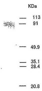 Anti-MMP-9 (Ab-3) Mouse mAb (56-2A4) liquid, clone 56-2A4, Calbiochem&#174;