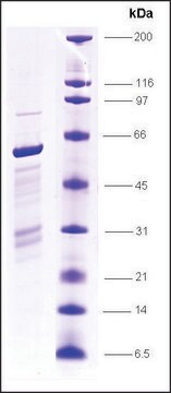 TFIIF, Rap30 subunit, GST tagged human recombinant, expressed in E. coli, &#8805;80% (SDS-PAGE)