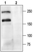 Anti-Calcium Channel (&#945;1A Subunit) (P/Q-type of Voltage-gated Ca2+ Channel) antibody produced in rabbit affinity isolated antibody, lyophilized powder