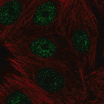 Anti-CBFA2T3 antibody produced in rabbit Prestige Antibodies&#174; Powered by Atlas Antibodies, affinity isolated antibody