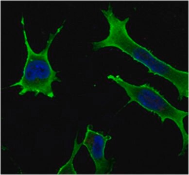 Anti-Rab10 Antibody, clone 4E2 ascites fluid, clone 4E2, from mouse