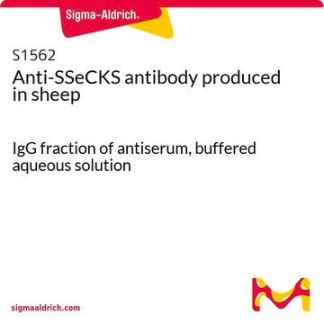 Anti-SSeCKS antibody produced in sheep IgG fraction of antiserum, buffered aqueous solution