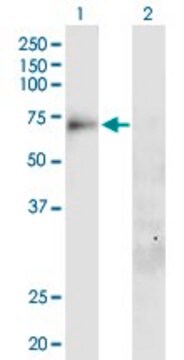 Anti-SLC20A1 antibody produced in mouse purified immunoglobulin, buffered aqueous solution