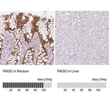 Anti-PADI2 antibody produced in rabbit Prestige Antibodies&#174; Powered by Atlas Antibodies, affinity isolated antibody, buffered aqueous glycerol solution