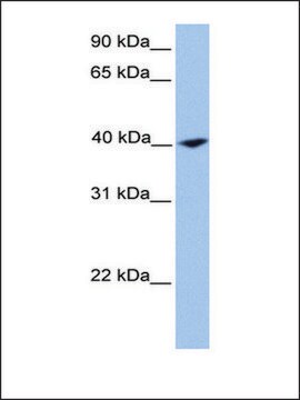 Anti-CNN2 (AB2) antibody produced in rabbit affinity isolated antibody