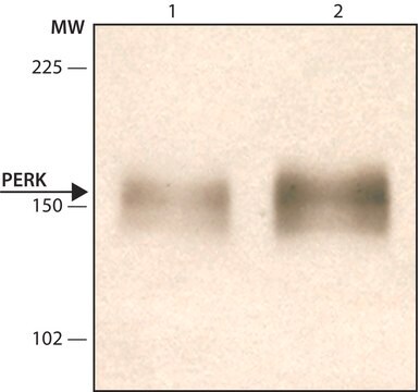 Anti-PERK (C-terminal) antibody produced in rabbit IgG fraction of antiserum, buffered aqueous solution