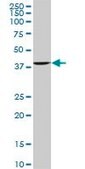Monoclonal Anti-ACTB antibody produced in mouse clone 3G4-F9, purified immunoglobulin, buffered aqueous solution