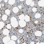 Anti-CD63 antibody produced in rabbit affinity isolated antibody, Prestige Antibodies&#174; Powered by Atlas Antibodies, buffered aqueous glycerol solution
