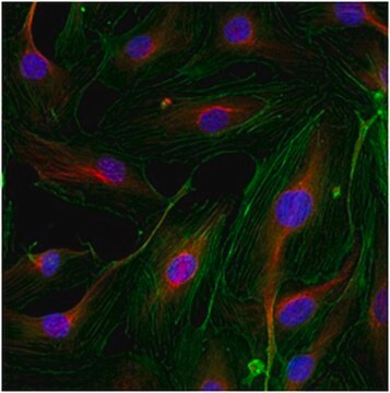 Anticorps anti-PHLPP2 from rabbit, purified by affinity chromatography